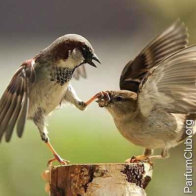 Битвы поэтишков продолжаются