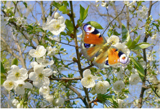 Майская бабочка