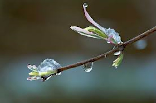 Растаял снег и от журчали весенние капели