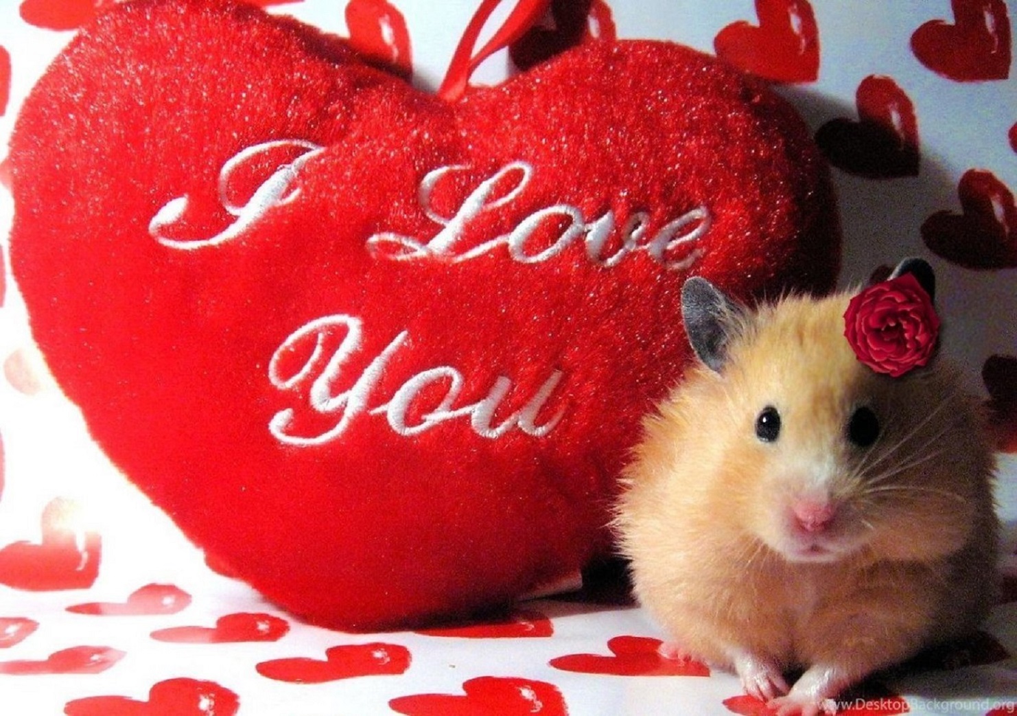 О любви к животным