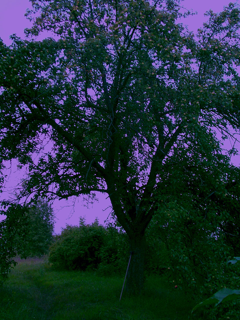 Чого ты гному плытэш солому!