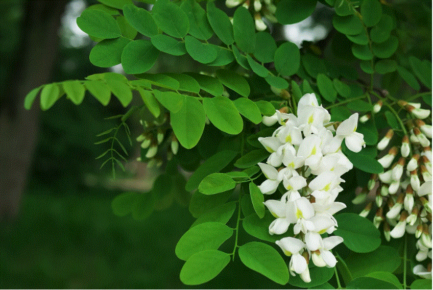 Белая акация