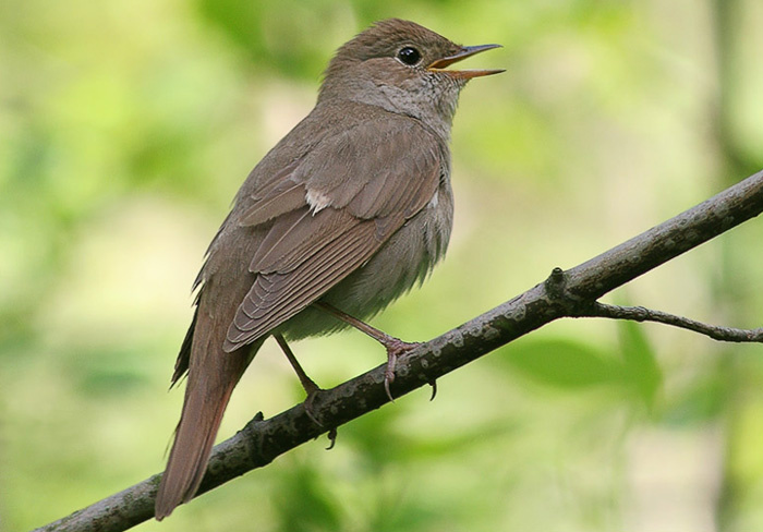 Щегол и Соловей