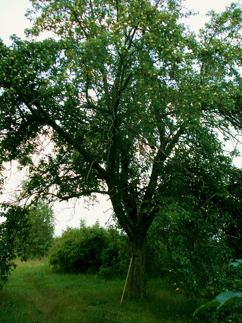 Теперки мы король?