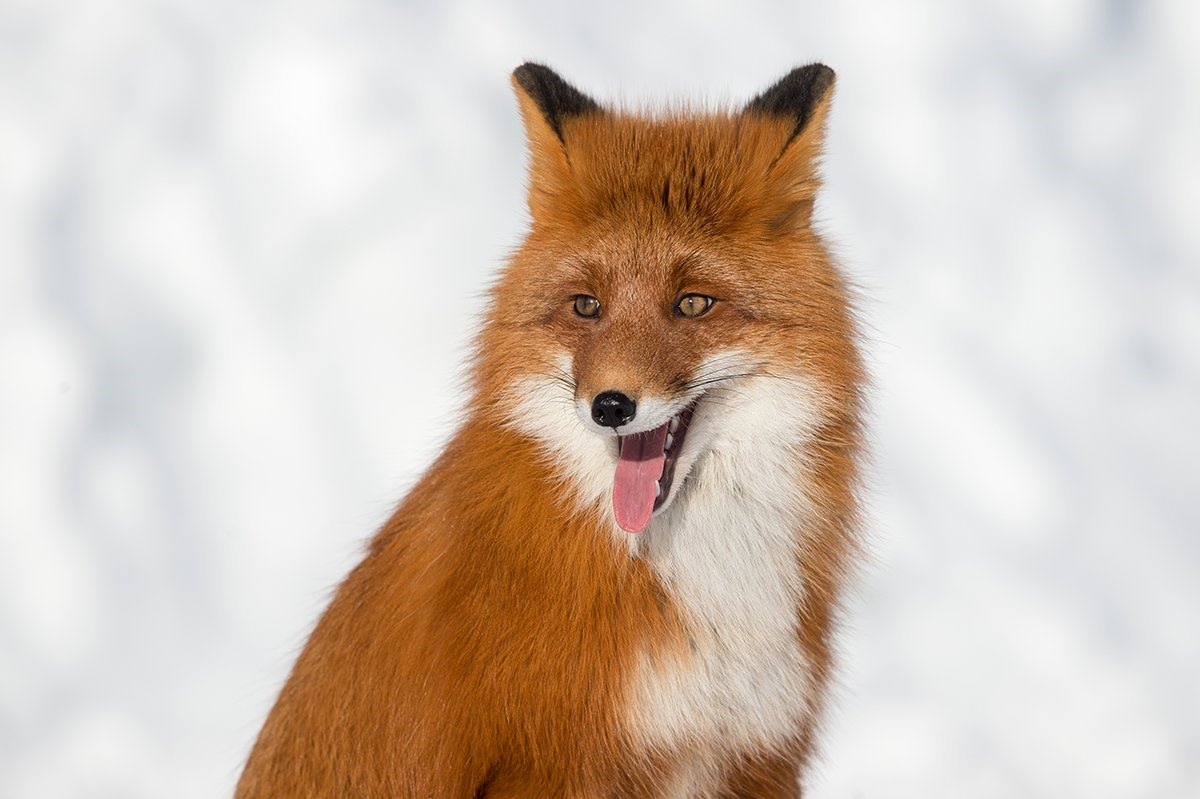 Алексею Валерьевичу Серебрякову Мой Супер Лис