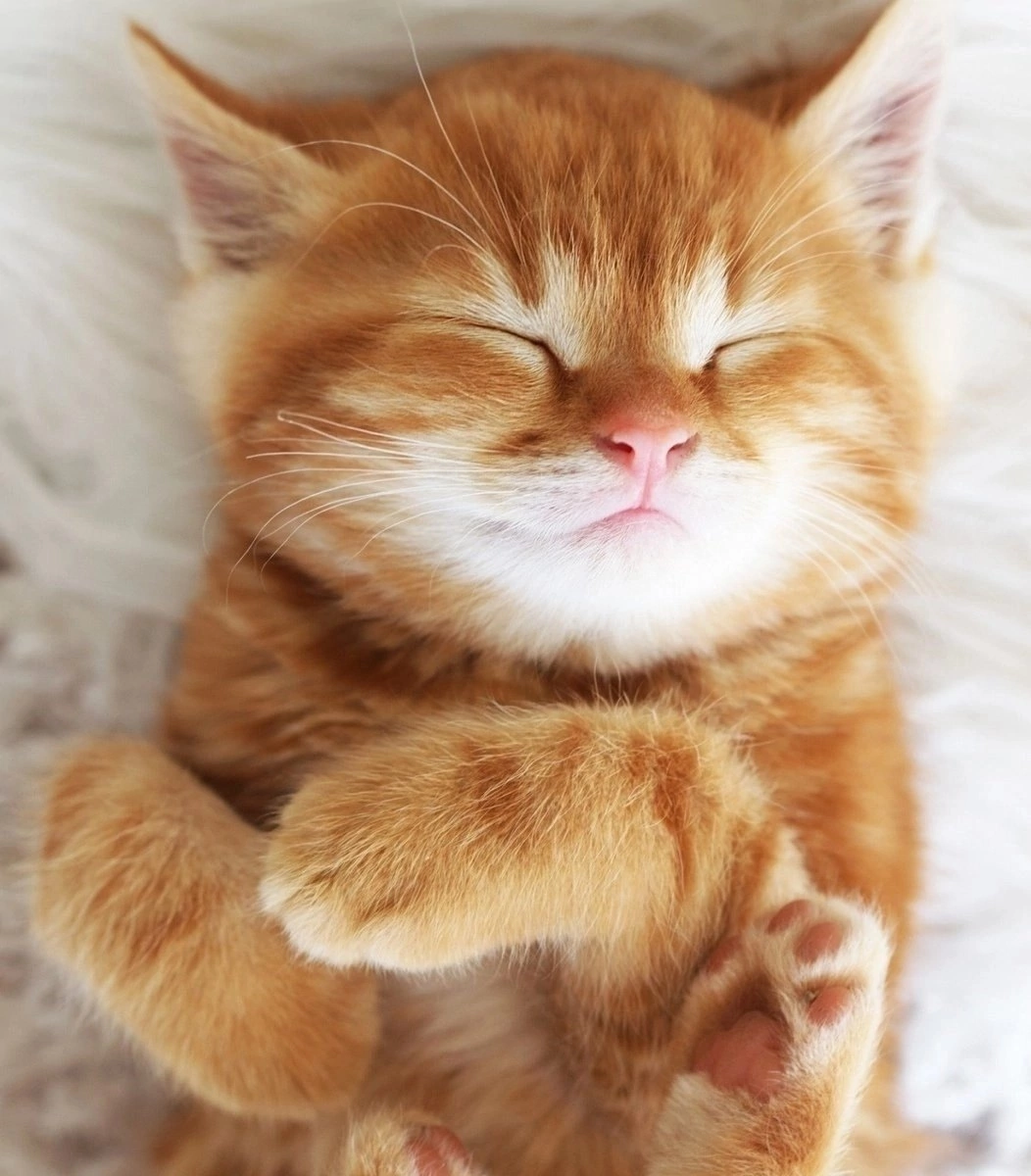 Янтарные лапки