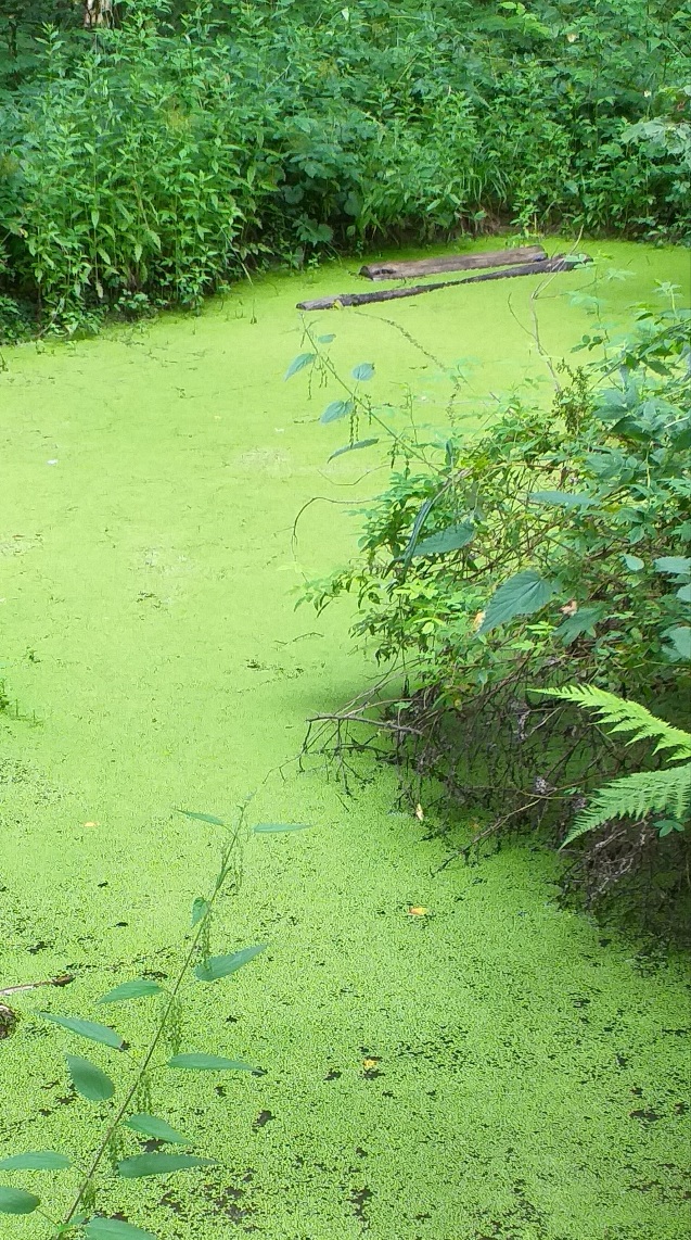 Во лесочке прогуляться