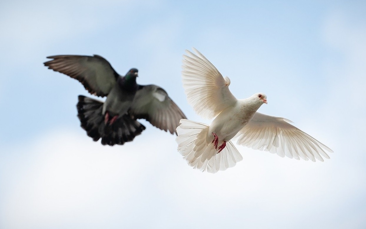 На вольных голубиных берегах