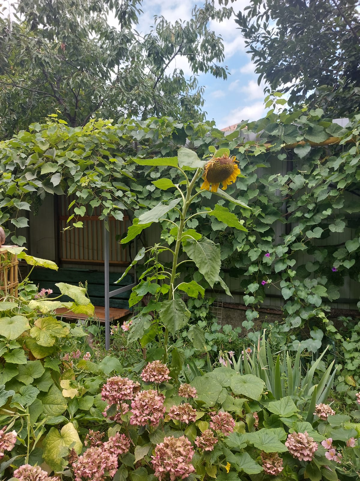 Подсолнух в субтропическом саду