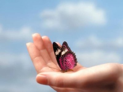 Счастье в ладони