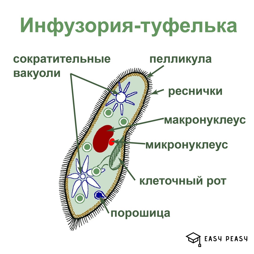 Одноклеточные инфузория туфелька. Органоиды инфузория туфелька. Инфузория туфелька paramecium caudatum. Инфузория туфелька 7 класс биология. Бактериальные клетка инфузория туфелька.