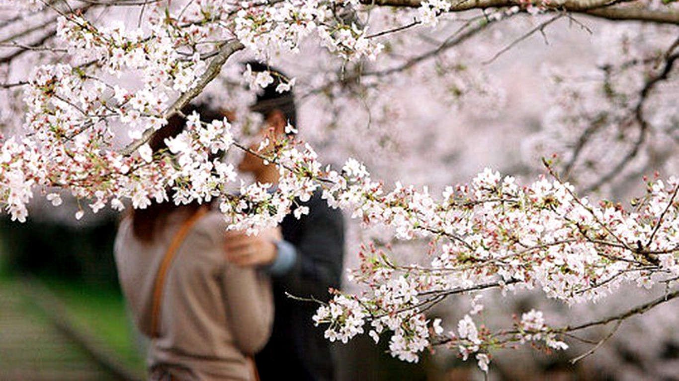 Белая черемуха. Только она цветет. Только она цветет. Только она цветет. Только она цветет.