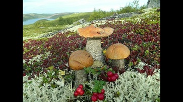 Осень на севере