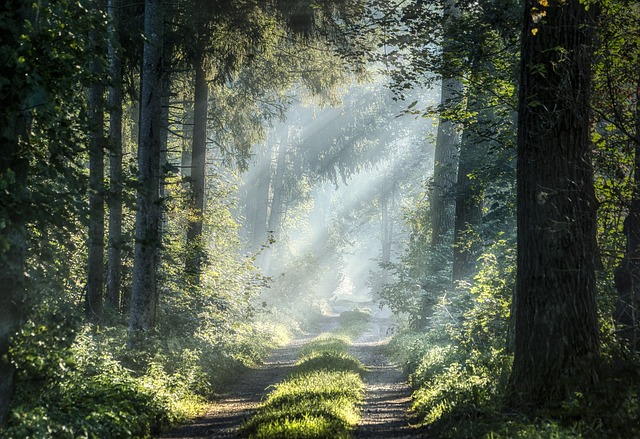 Вырубает просеку