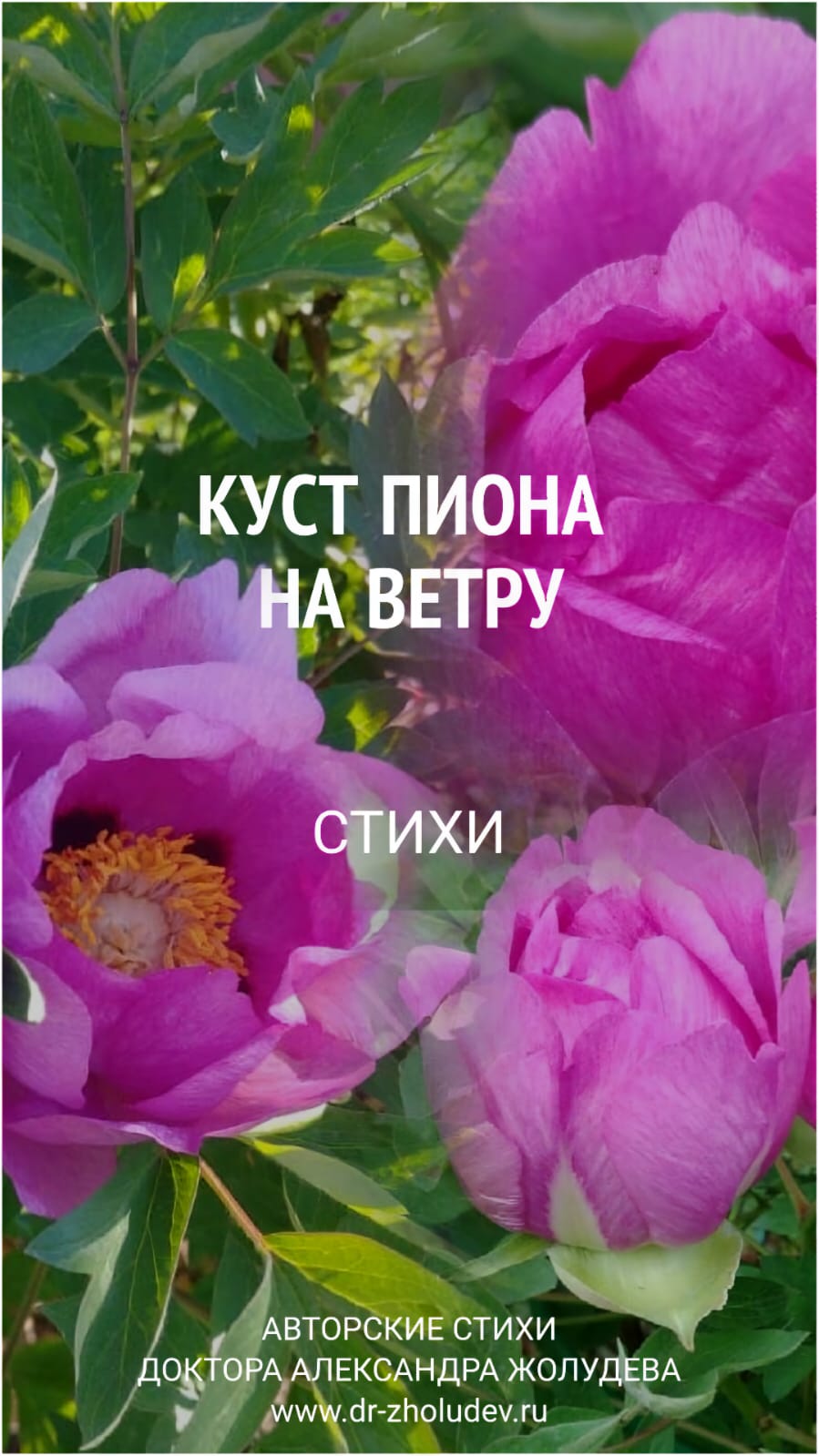 Куст пиона...