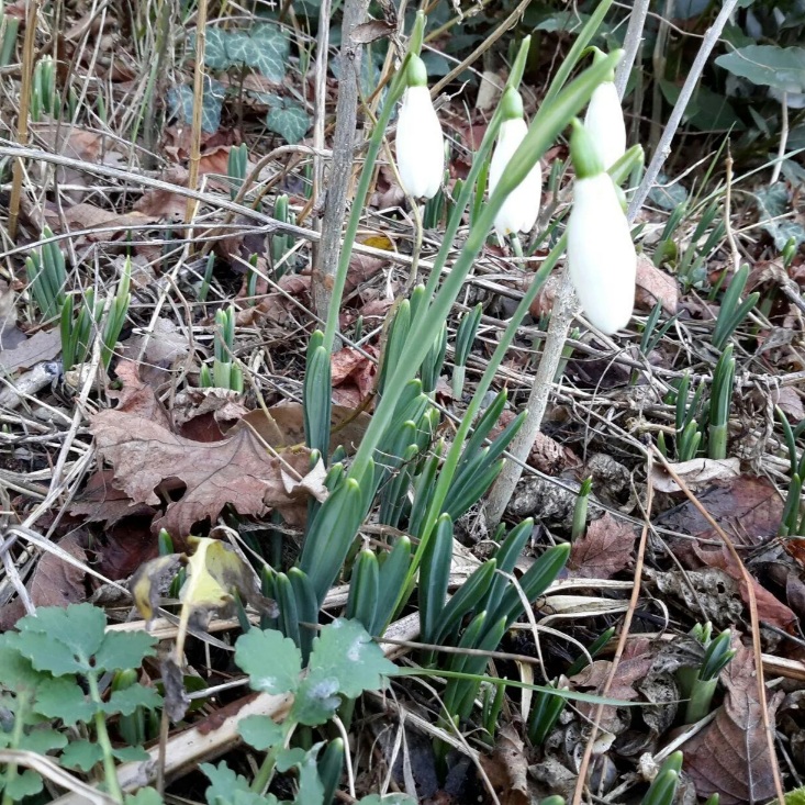 Первоцветы