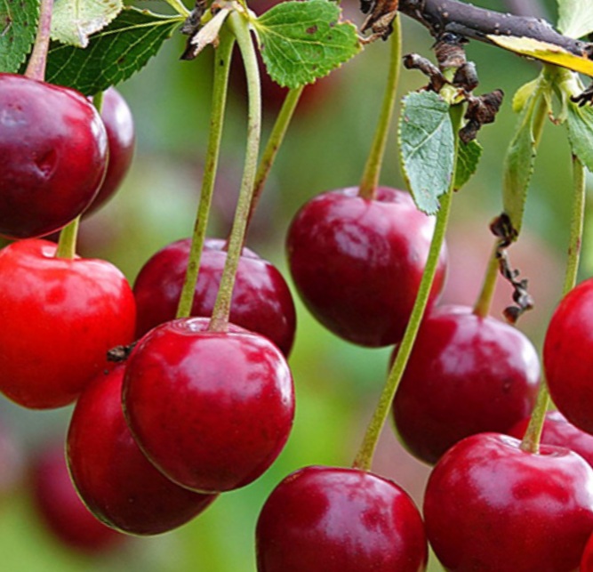 Память - блуждает память...