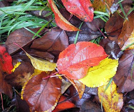 Луна светла