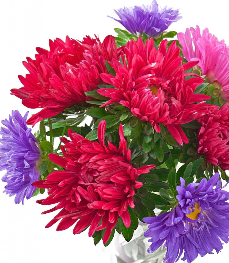 Букет хризантем