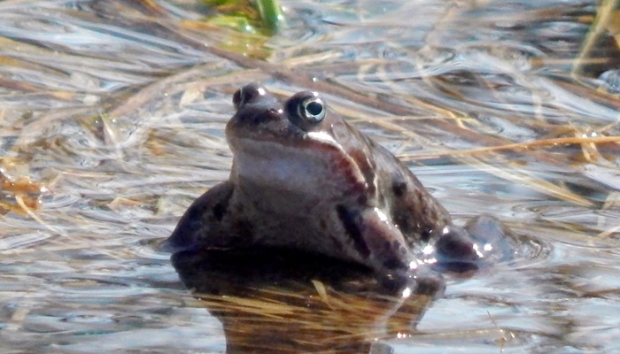 Хор Лягушек. Песенка