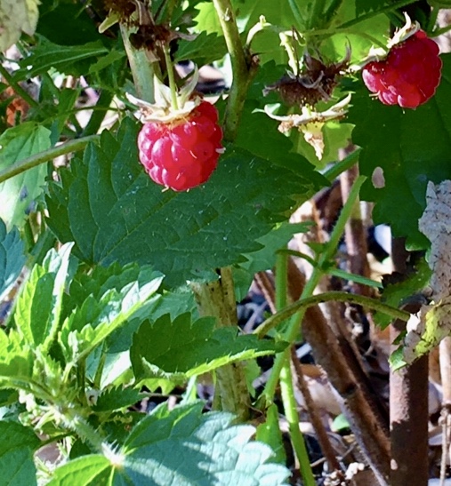 Крапива в малине