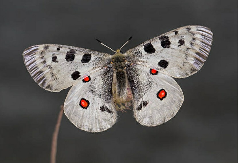Феб Камчатский. Сонет