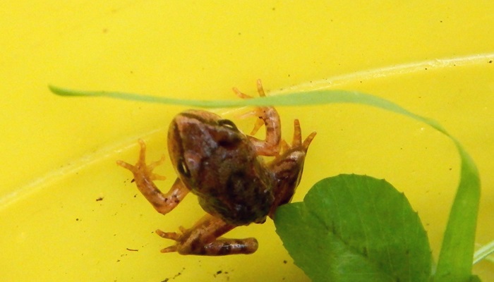 КвАкушки-КвакУшки. От икринки до лягушки. Песенка