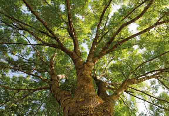 Старый ясень