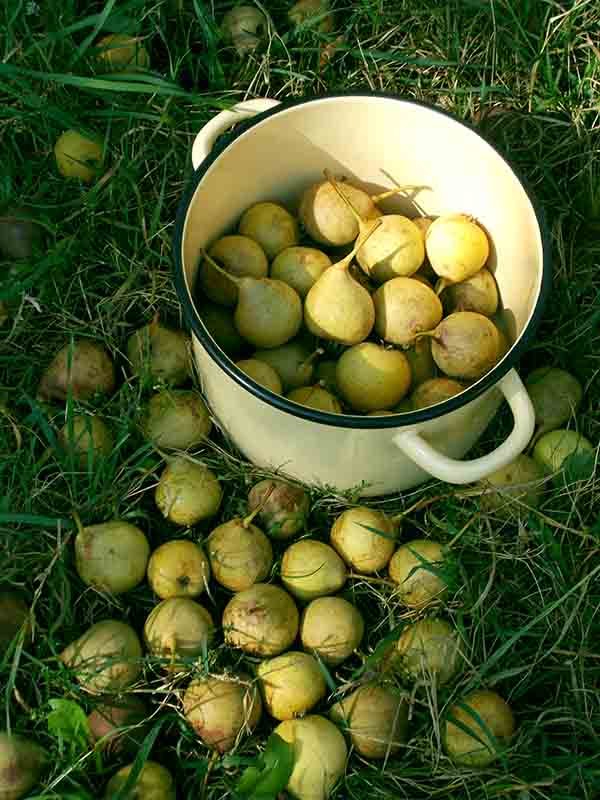 Бог накидал яблочек