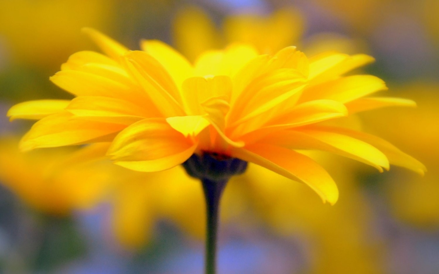 Удивительный цветок