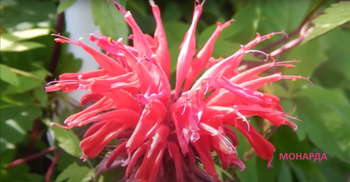 Разноцветье лета, или Цветы на даче