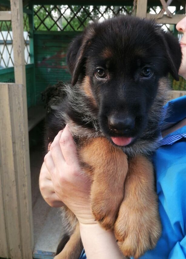 Человек и Собака