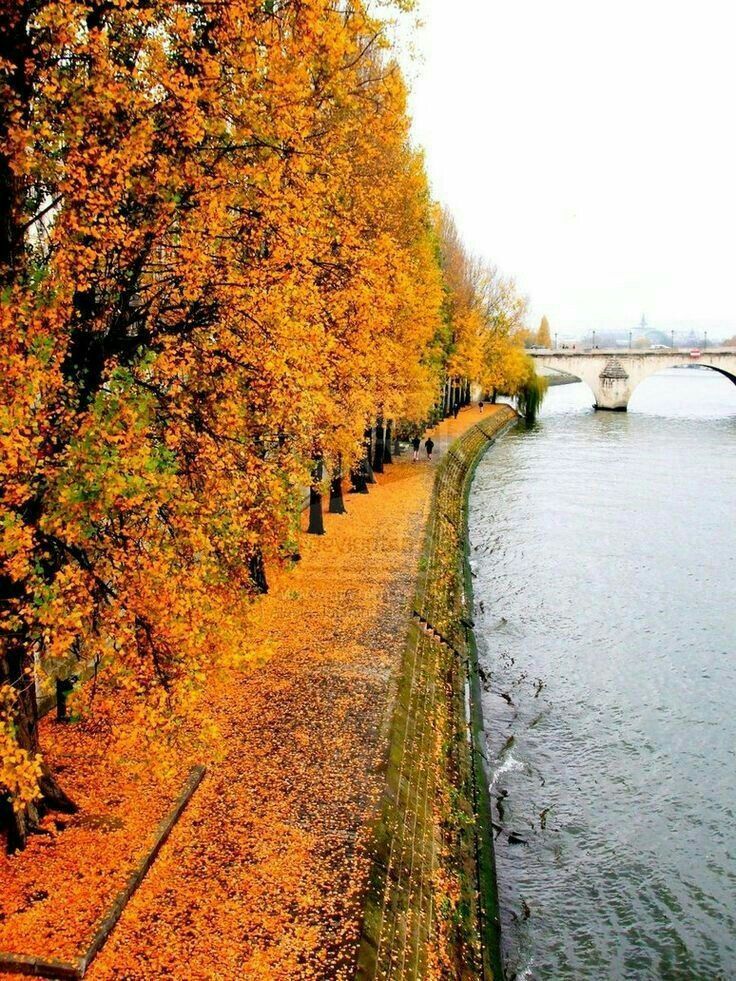 Оранжевый цвет Река Сена Ал Серебрякову