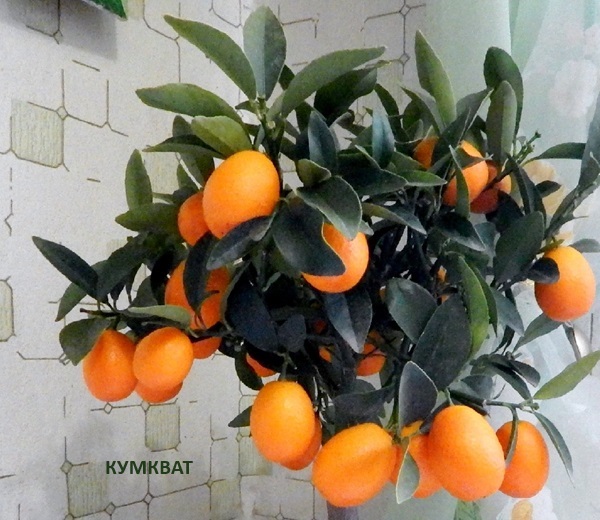 Яблоко, Банан и Апельсин