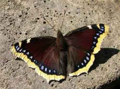 Траурница. Сонет