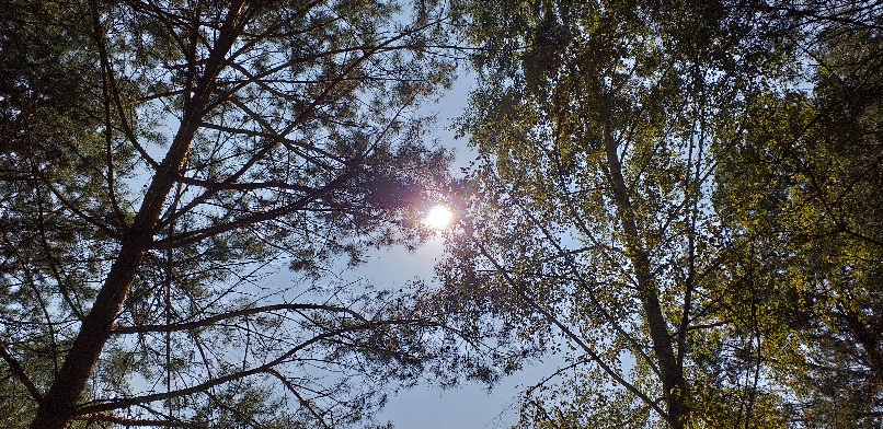 Утреннее