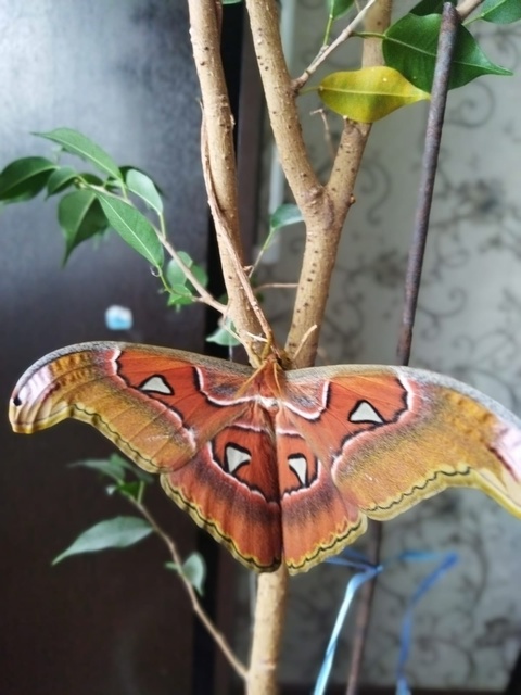 Завтра будет розыгрыш бабочки Атакуса Атласа