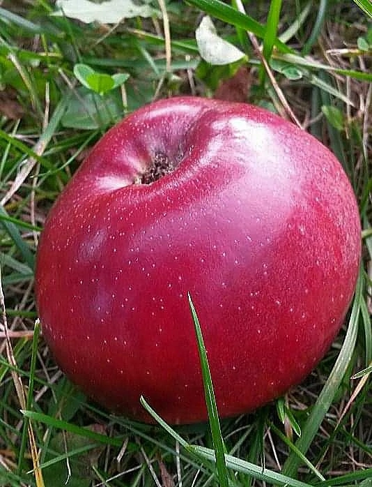 Спелый август