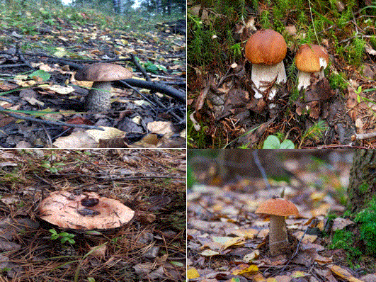 Тихая охота