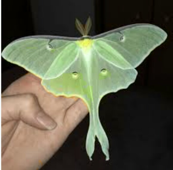 Сатурния Лунная. Сонет