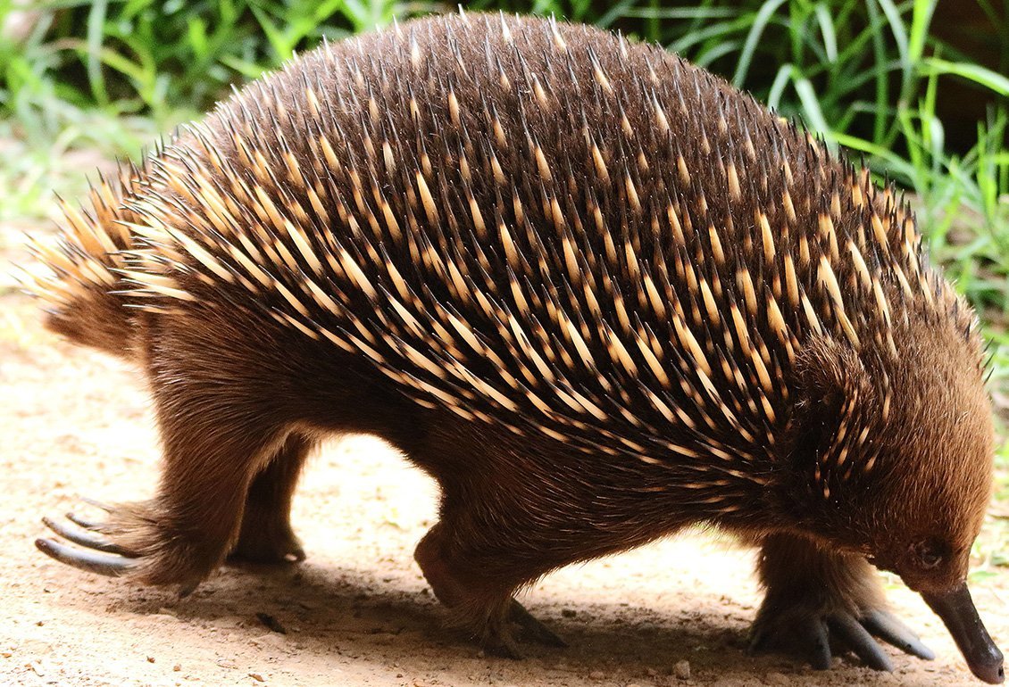 12 Facts About the Strange and Spiky Echidna
