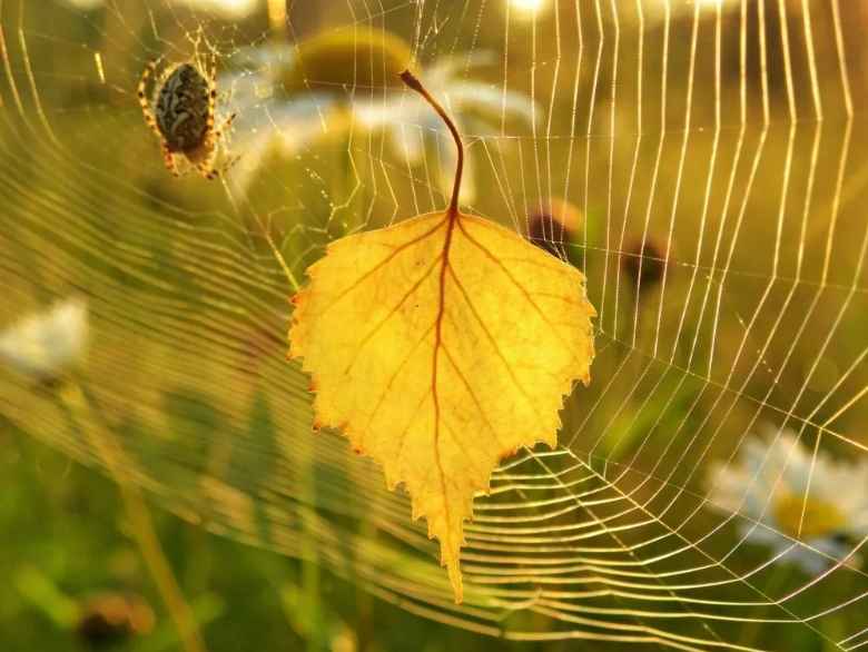 Люблю осень золотую