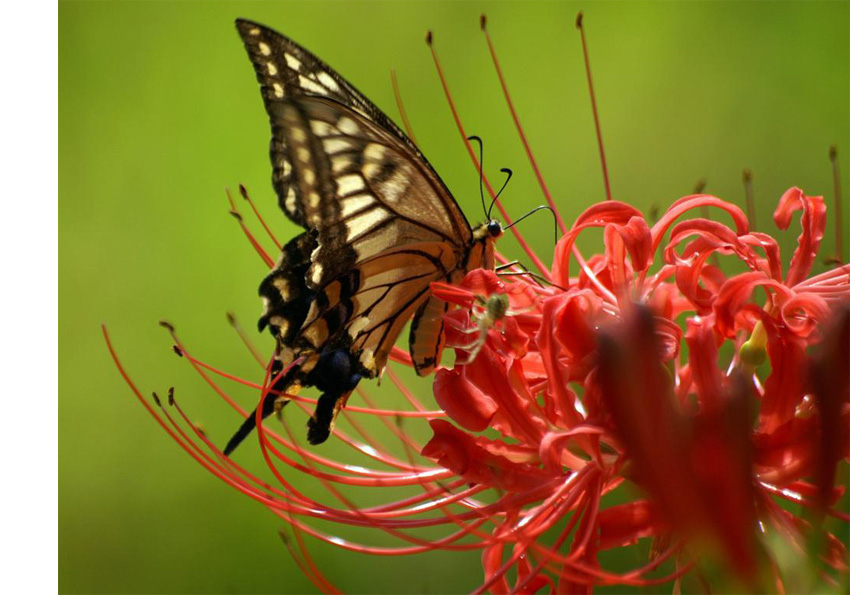 Жизнь бабочки