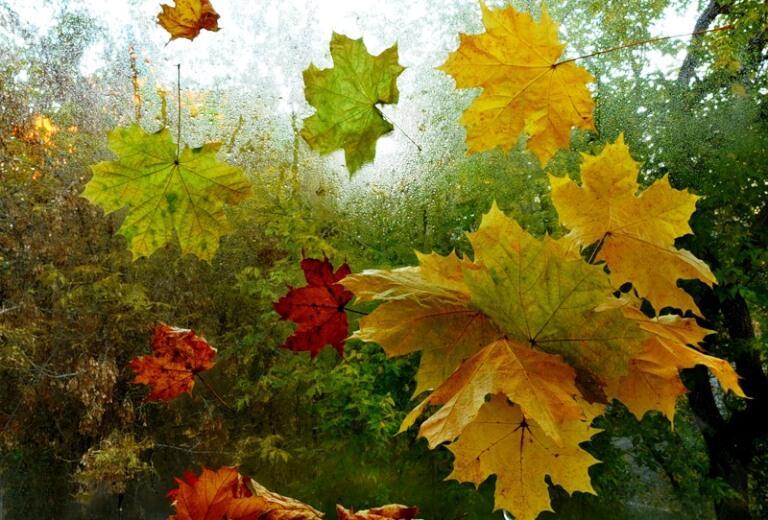 Осень серая пришла