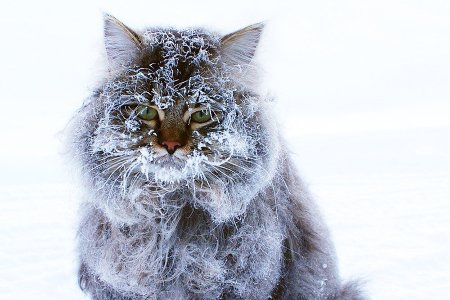 И назвали Пиночет