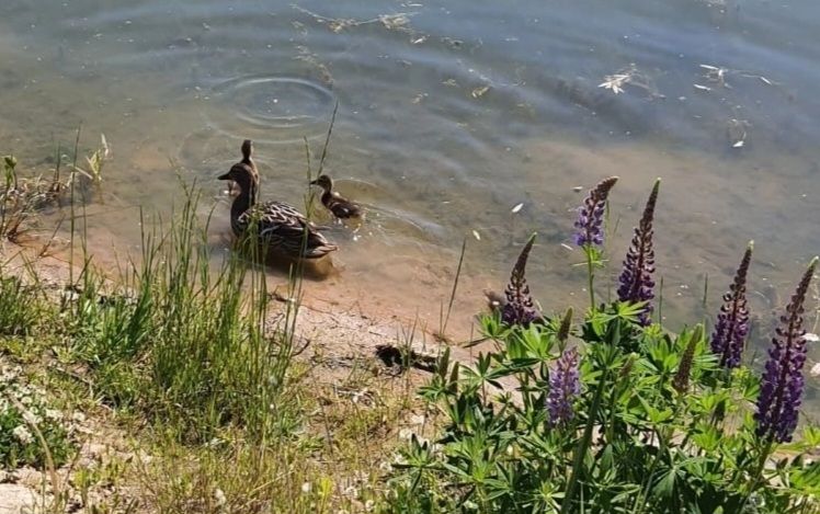 Раскроет календарь для нас...