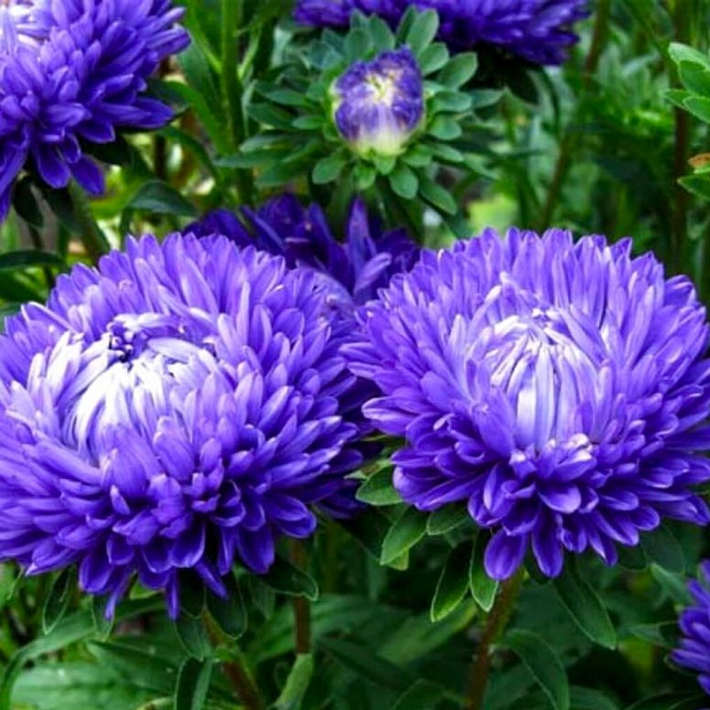 Перепутались дни сезона...