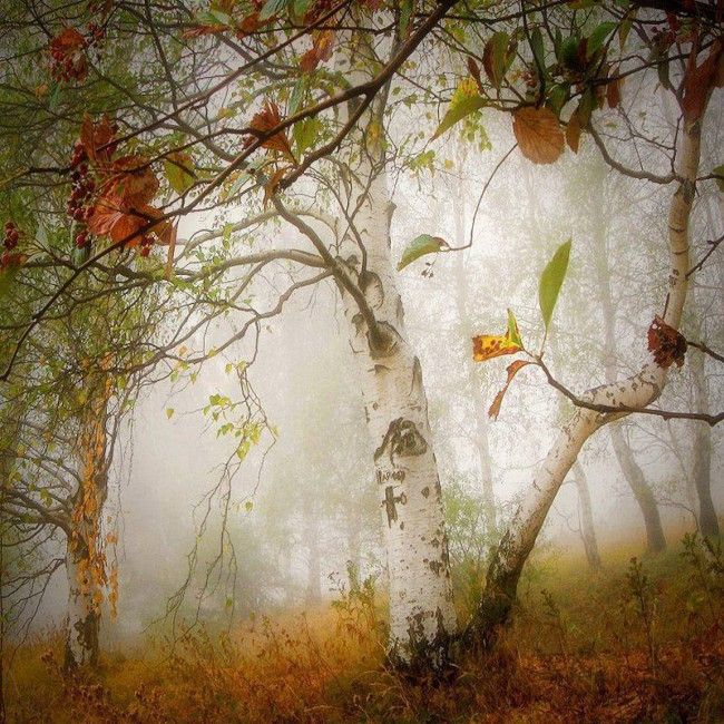 Листва облетает