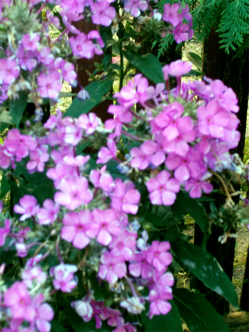 Дядя наш ведь самых чесных правил