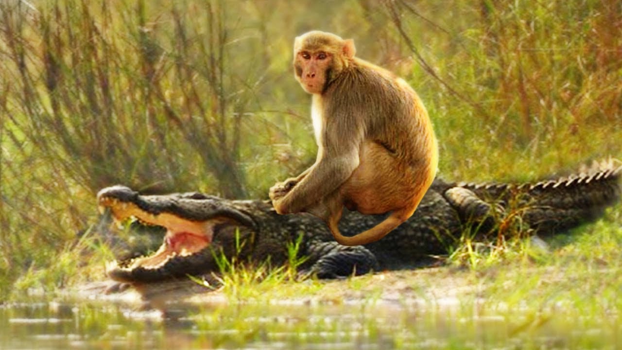 Кракадил. Крокодил и мартышка. Крокодил против обезьяны. Крокодил и обезьянка. Обезьяна волк крокодил.